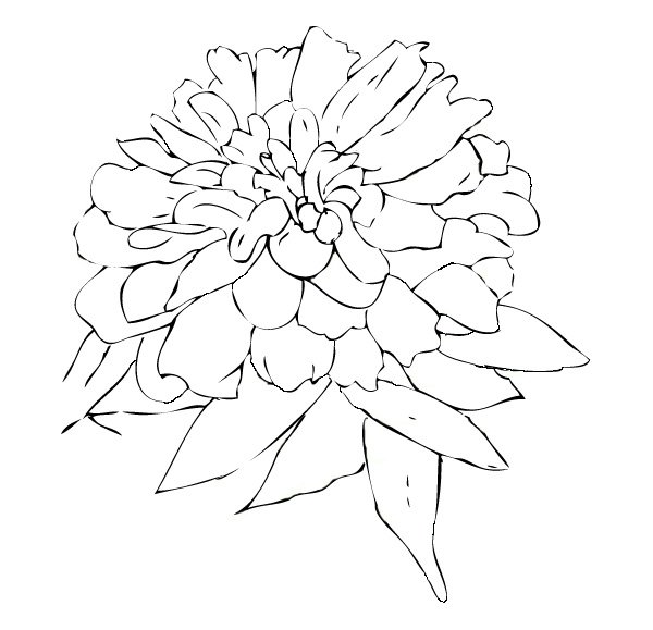 600x579 Zinnia Means Daily Remembrance And Thoughts Of An Absent Friend