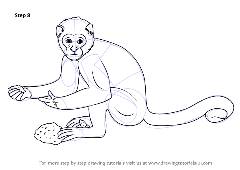 842x596 Learn How To Draw A Monkey (Zoo Animals) Step By Step Drawing