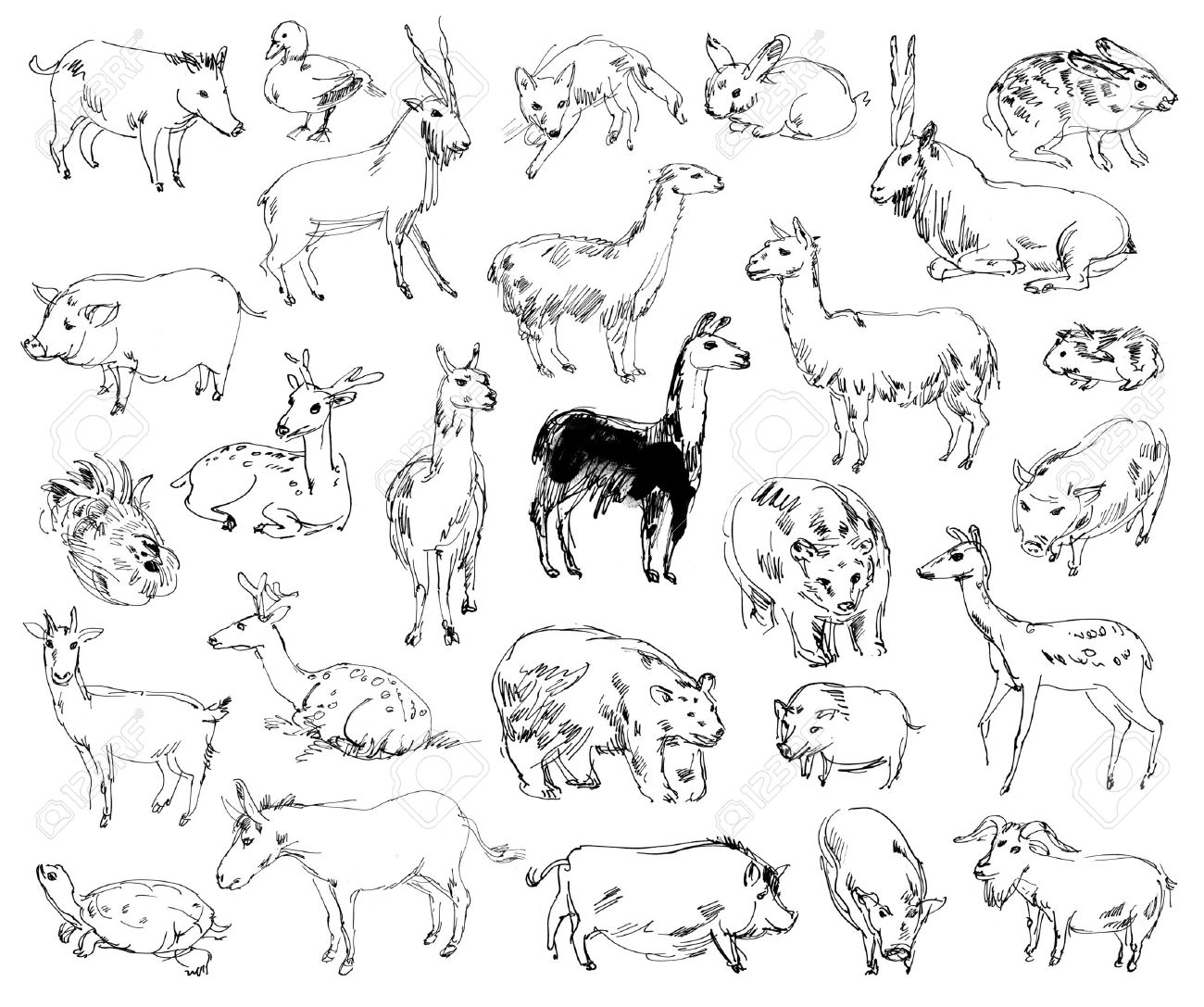 1300x1087 Wild Animals. Zoo. Set. Hand Drawn Stock Photo, Picture