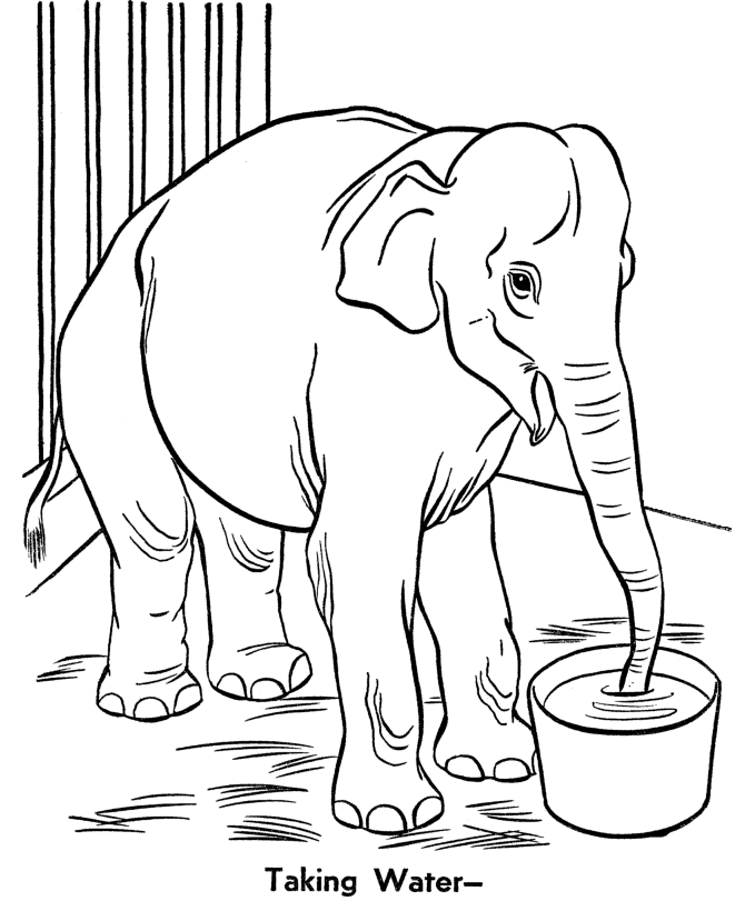 670x820 Best Zoo Animals Coloring Pages Coloring Desig