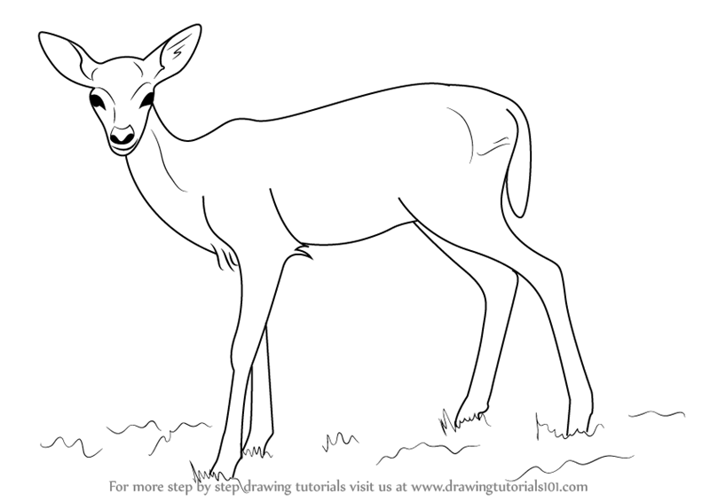 800x566 Learn How To Draw A Baby Deer Aka Fawn (Zoo Animals) Step By Step