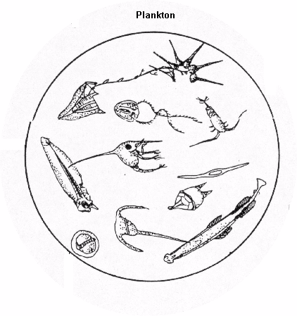 422x449 Subtidal Estuarine Consumers
