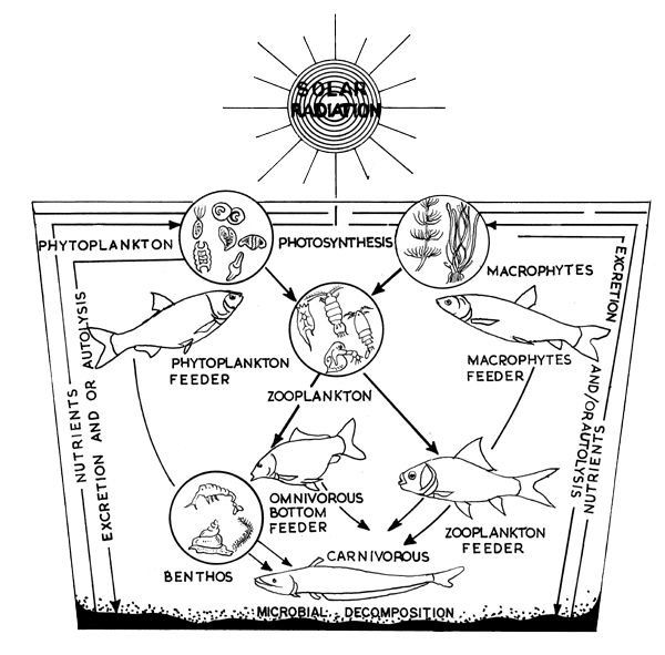 600x591 Fish Culture In Undrainable Ponds A Manual For Extension