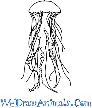 300x350 How To Draw A Sea Nettle