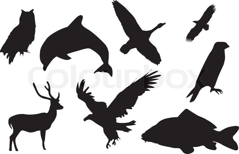 800x515 Silhuetter Dyr