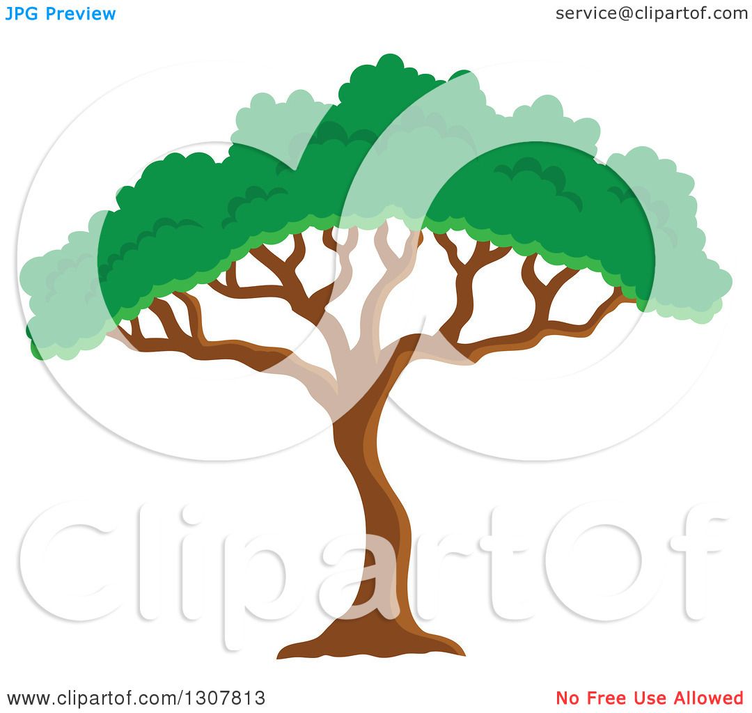 1080x1024 Clipart Of An African Acacia Or Umbrella Tree