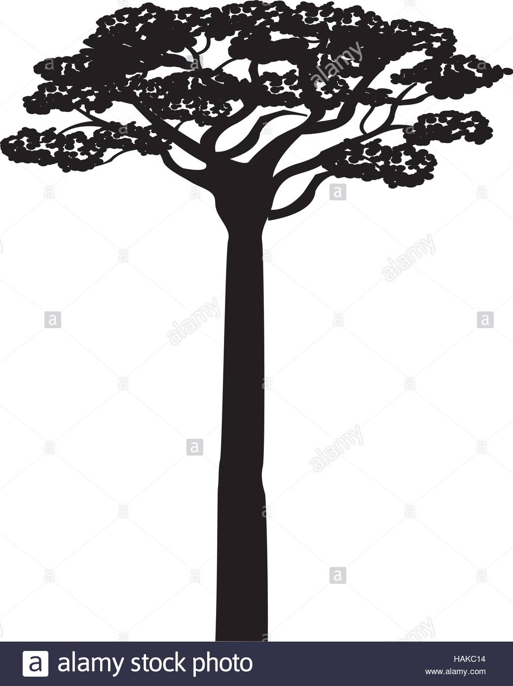 1040x1390 Africa Acacia Tree Icon Vector Illustration Graphic Design Stock