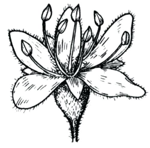 500x493 Coloring Pages Pdf Format Acacia Lessons Teach Mimosa