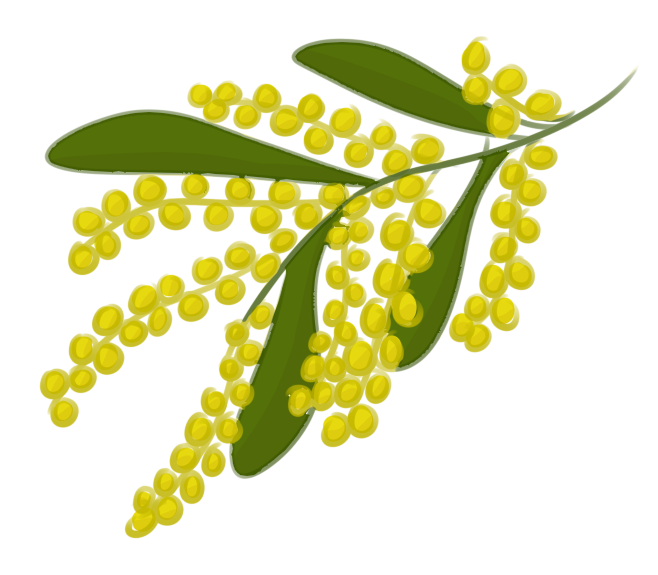 658x575 Acacia Tree Clipart. Acacia Tree Silhouette Clipart