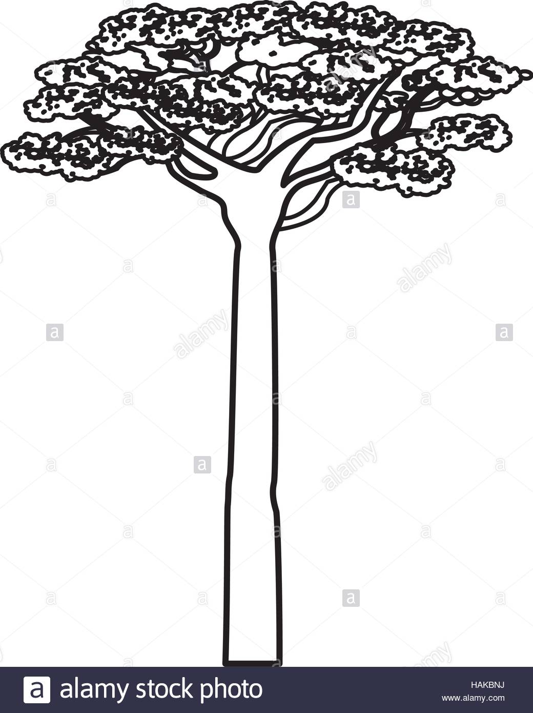 1040x1390 Africa Acacia Tree Icon Vector Illustration Graphic Design Stock
