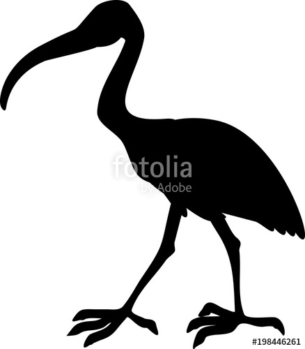 438x500 Silhouette Of African Sacred Ibis Stock Image And Royalty Free