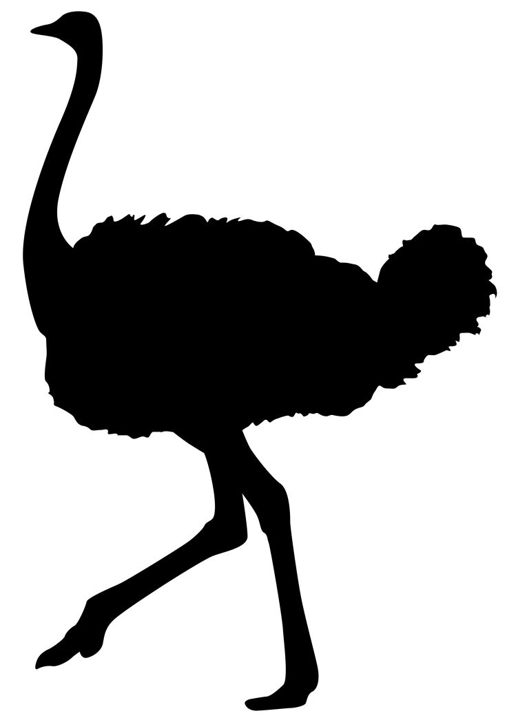 736x1046 Top 83 Ostrich Clip Art