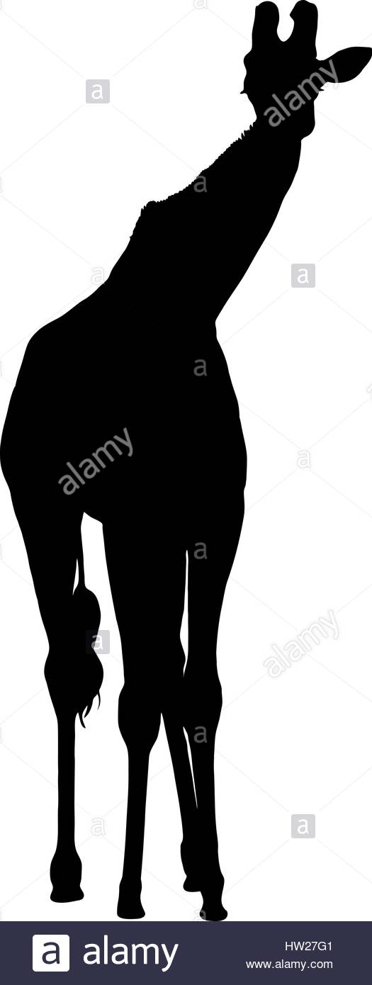 525x1390 Silhouette Of A Tall African Giraffe Front View Stock Vector Art