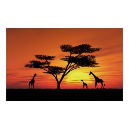 512x512 55 Best African Landscape, Animals And Sunsets Images