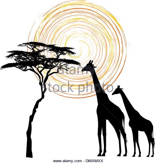 510x540 Acacia Tree Sunset Stock Vector Images