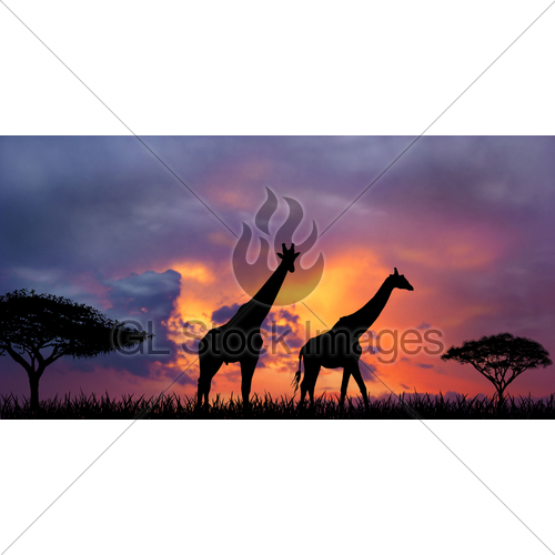 500x500 Sunset In The African Savannah Gl Stock Images