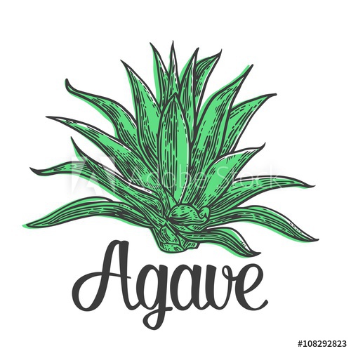 500x500 Cactus Blue Agave. Vintage Vector Engraving Illustration For Label