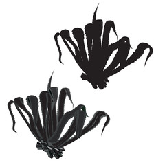 240x240 Search Photos Century Plant