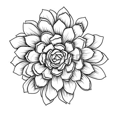 450x450 Succulent Succulents Cactus Agave Beautiful Flower Leaf Leaves