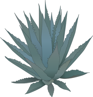 387x400 Agave.png Pixels Tatoo Ideas Plant Tattoo