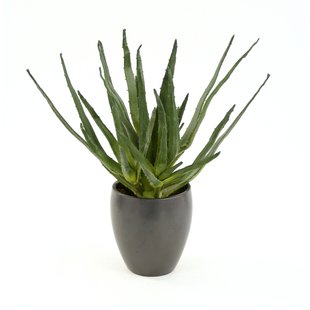 310x310 Agave Plant Wall Art Wayfair