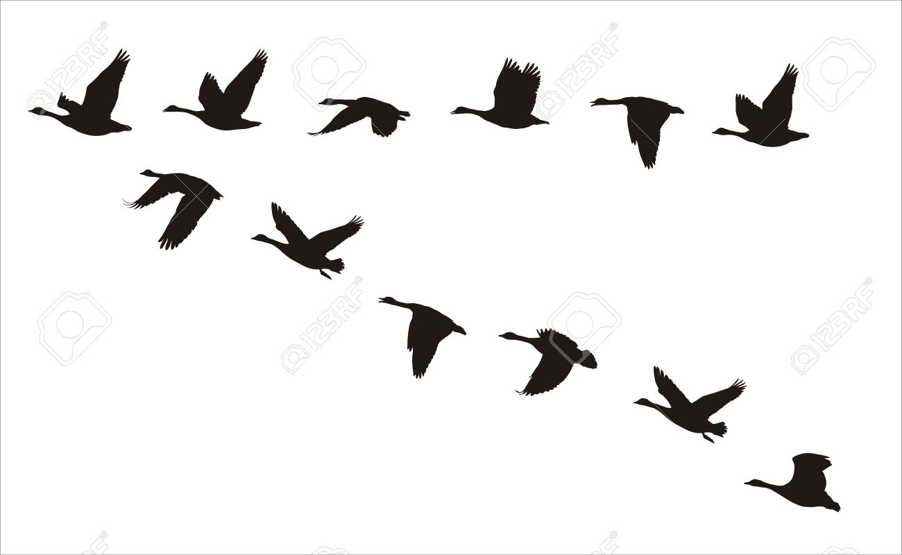 1300x800 Collection Of Geese Bird Tattoo Design
