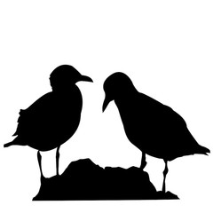 240x240 Search Photos Albatros