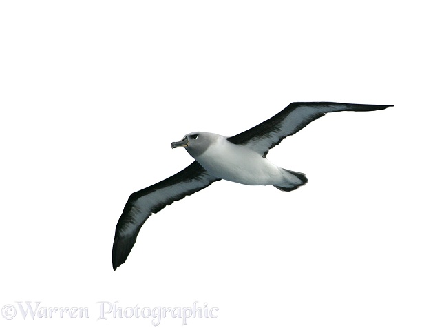 645x476 Grey Headed Albatross Photo Wp14319