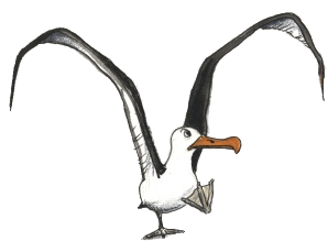 298x229 High Quality Albatrosses Transparent Png Images