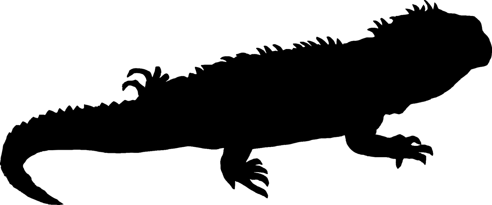 1600x669 Iguana Clipart Silhouette