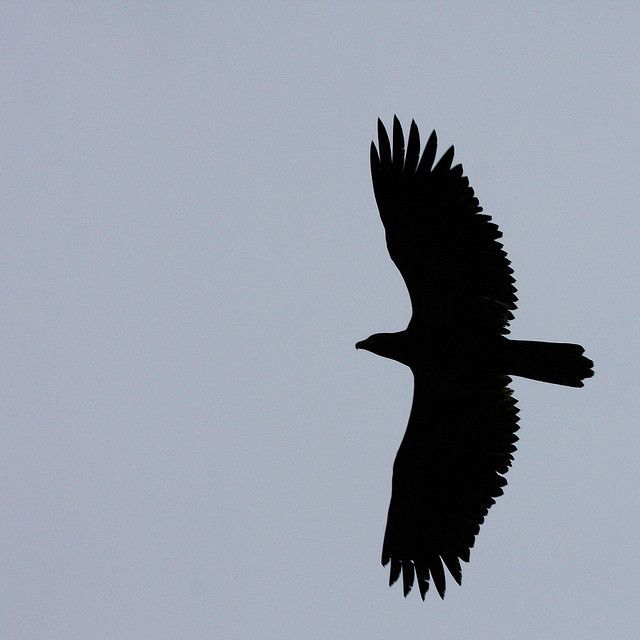 640x640 Bald Eagle Silhouette Pattern