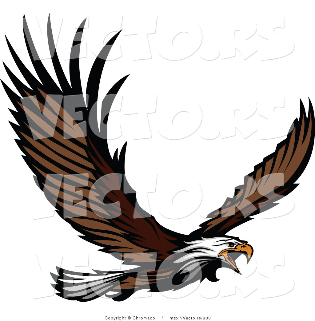 1024x1044 Vector Of An Adult Bald Eagle Screeching While Flying By Chromaco