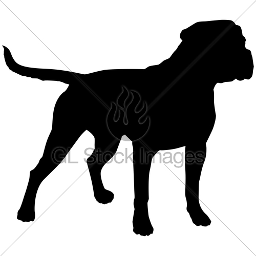 500x500 Standard American Bulldog Gl Stock Images