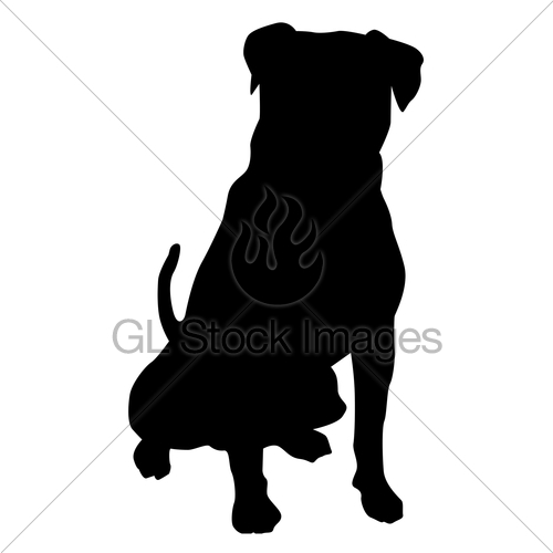 500x500 Am. Bulldog Sit Gl Stock Images