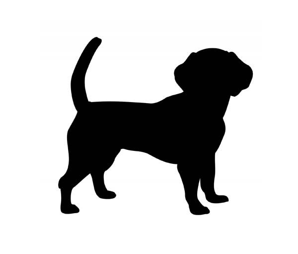 600x510 American Pocket Bully