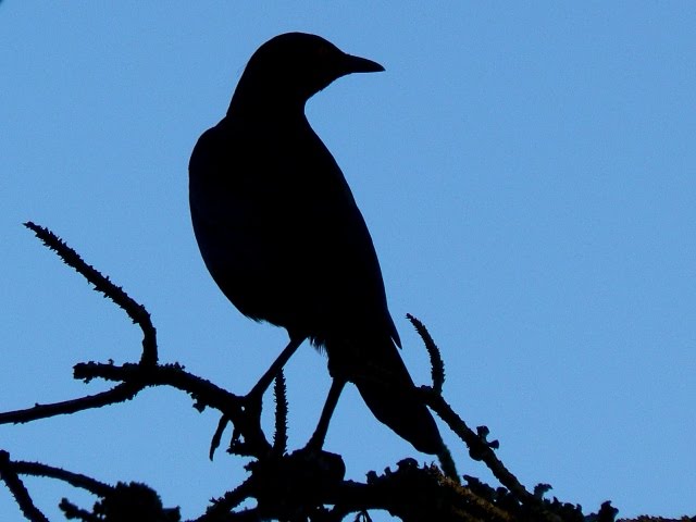 640x480 The Max Files Skywatch Friday