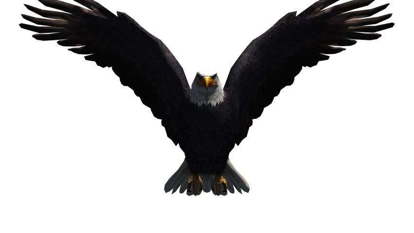 852x480 Eagle Inciting Wings Flying In Sky,haliaeetus Leucocephalus Bird