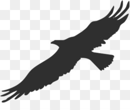 260x220 Free Download Bird Bald Eagle Silhouette Clip Art