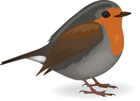 489x353 Robin Clipart Free Bird Many Interesting Cliparts