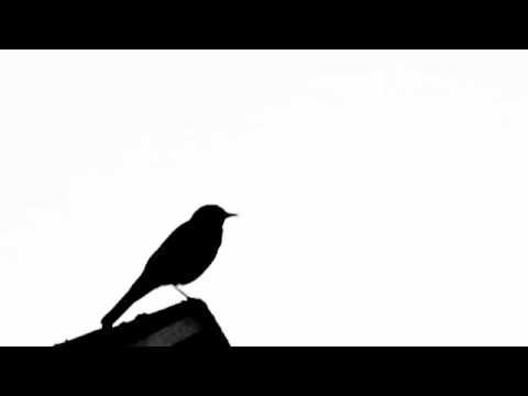 480x360 American Robin (Turdus Migratorius) Singing