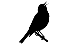 300x180 Bird Id Skills Behavior American Robin, Bird Species And Bird