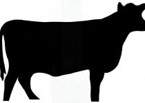 210x150 Clip Art Cattle Clip Art