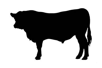 355x238 Angus Cow Bull Cattle Decal Sticker, Die Cut Vinyl