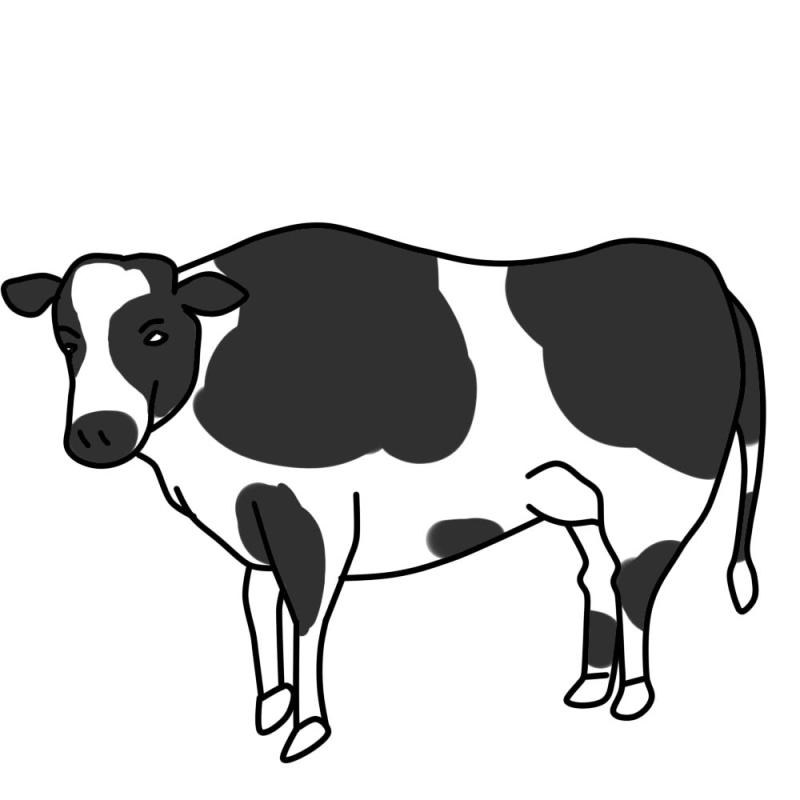 800x800 Angus Cattle Clipart Related Images