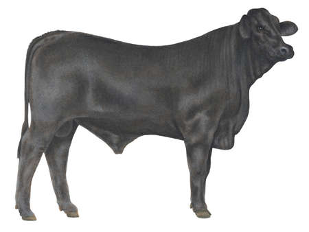 450x338 Beef Clipart Angus Cow
