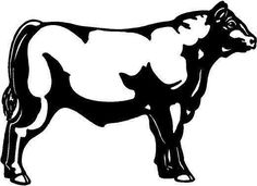 236x171 Angus Bull. Royalty Free Stock Photos. All Pictures Are Free