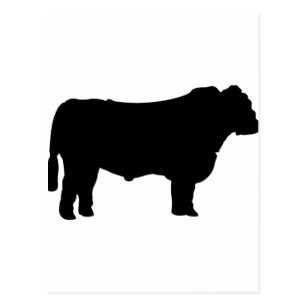 307x307 Angus Cattle Gifts Amp Gift Ideas Zazzle Uk