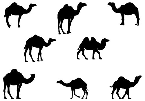 500x350 Clipart Camel Silhouette