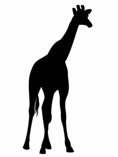236x314 Tall African Giraffe Animal Silhouette Giraffidae Postcard