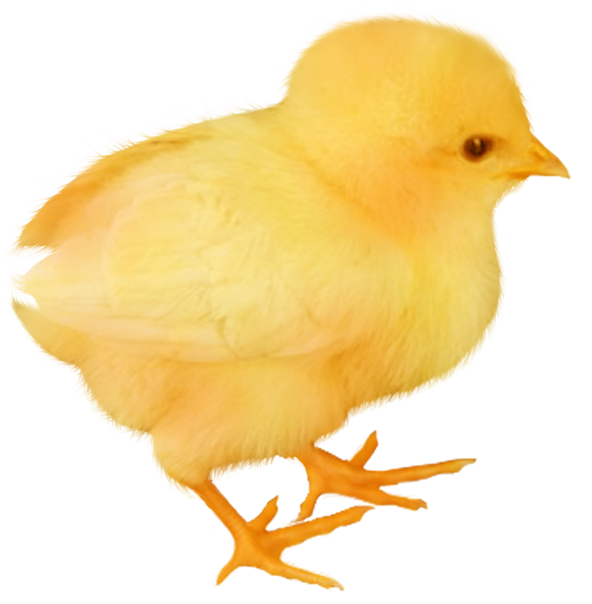 850x868 Drawing Silhouette Wallpaper